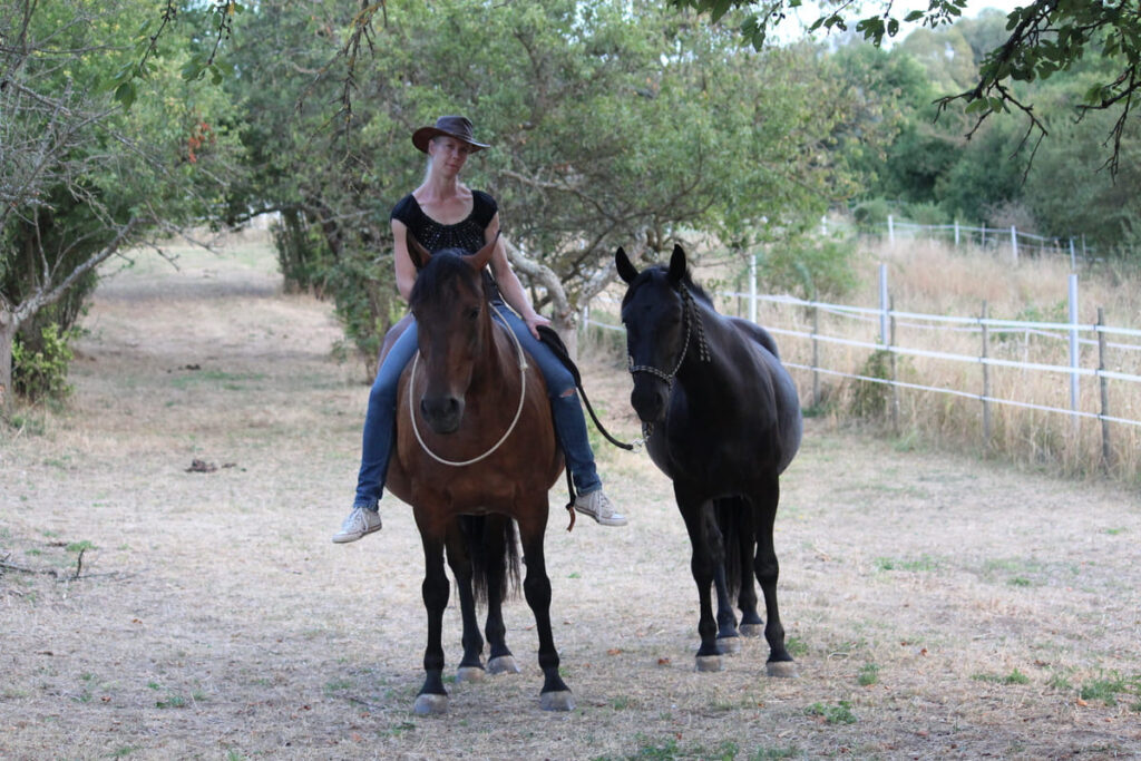 Klassische Dressur Pferdetraining nach Lerntheorie Problemverhalten Pferd Bodenarbeit Pferdetraining