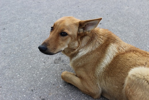 Leckerlis Unsicherheit Hund