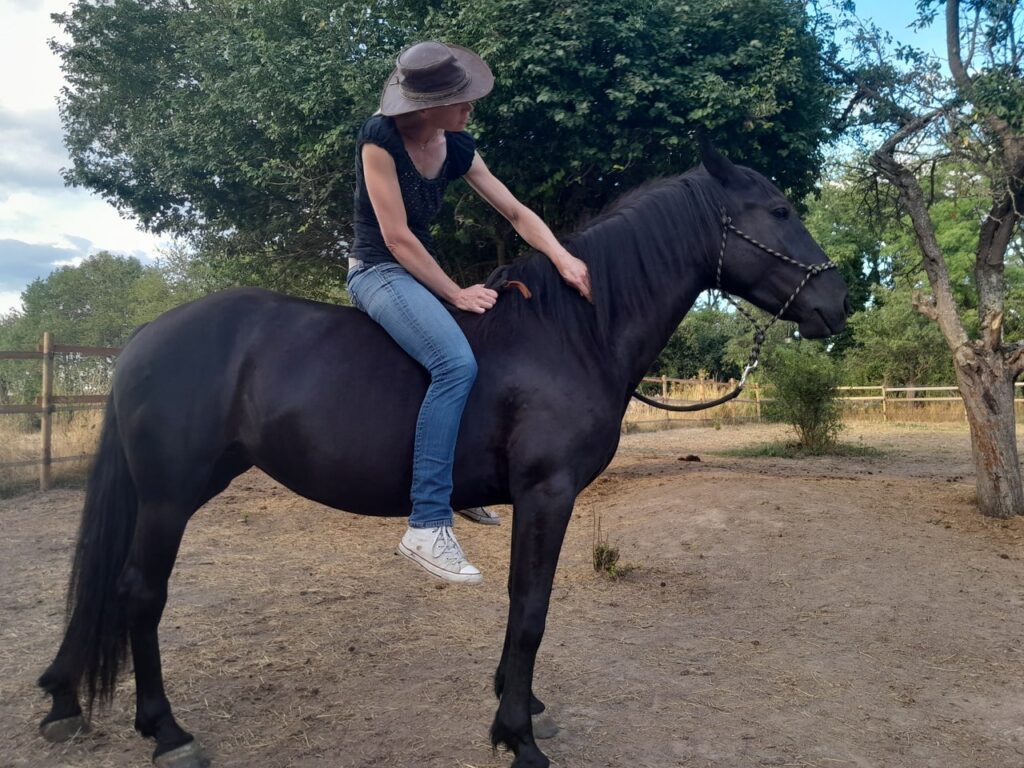 Aufbau eines Gelassenheitssignals Pferdetraining Jungpferdeausbildung Tierarztpraxis für Verhaltenstherapie Murgese Leistungen Tierarztpraxis Dr. Valérie Hofe