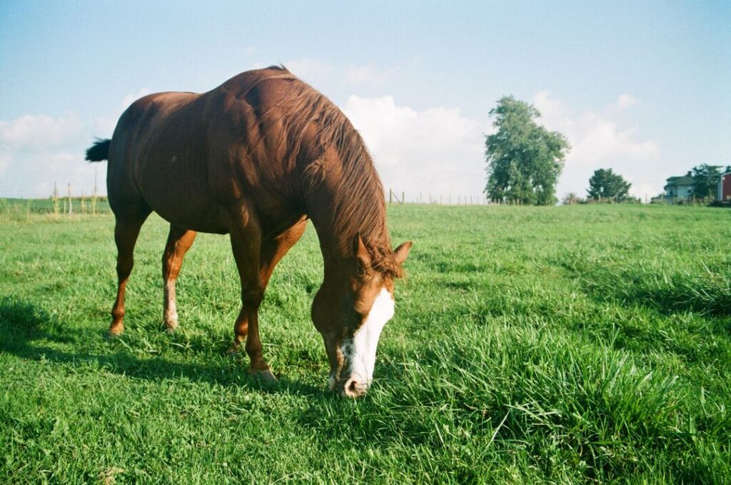 Übergewicht Pferd Fütterung EMS Fütterung PMS Rationsberechnung Übergewicht