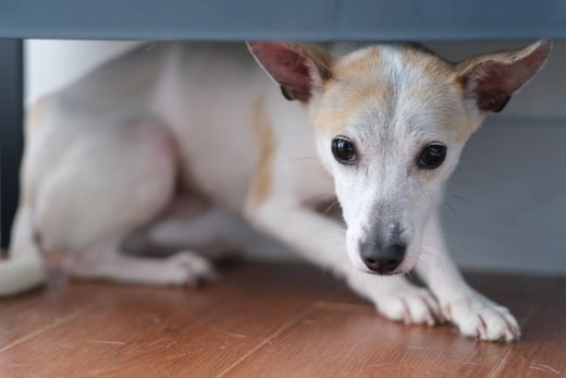 Angsthund Training Angsthund Hund ängstlich und schreckhaft Tierarzt Verhaltenstherapie
