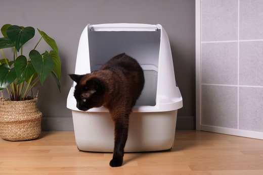 Katze benutzt nicht die Katzentoilette Unsauberkeit Katze Verhaltenstherapie Katze Tierarzt Verhaltenstherapie