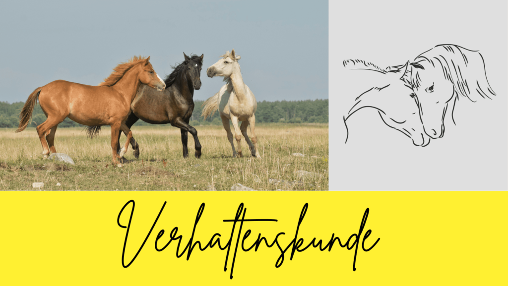 Verhaltenskunde Tierarzt Verhaltenstherapie