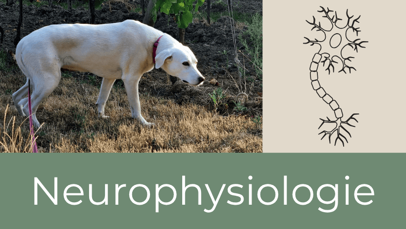 Neurophysiologie Tierarzt für Verhaltenstherapie