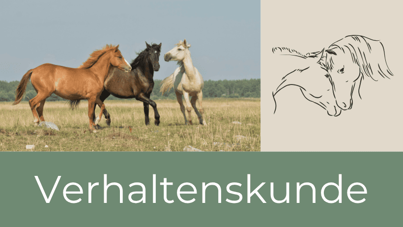 Verhaltenskunde Tierarzt Verhaltenstherapie