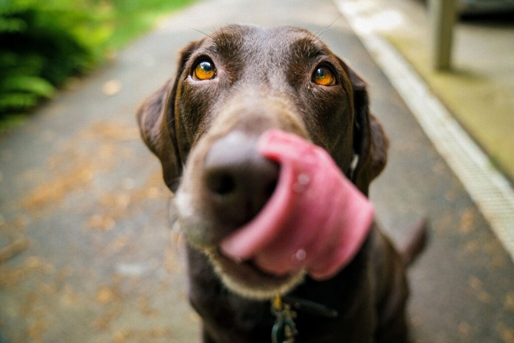 Hundeernährung Hundefutter Ernährungsberatung Rationsberechnung Hund