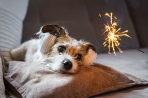 Angsthunde Training Trainingstools Verhaltenstherapie Geräuschangst Hund
