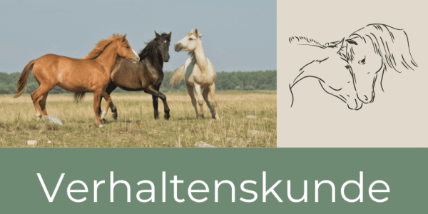 Verhaltenskunde Tierarzt Verhaltenstherapie